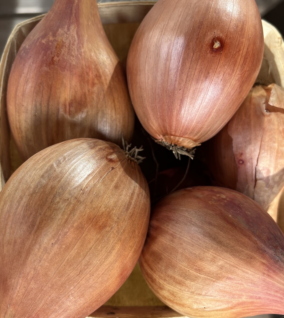 Shallots