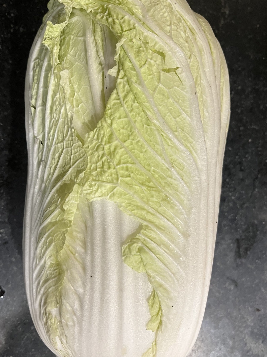 Napa Cabbage