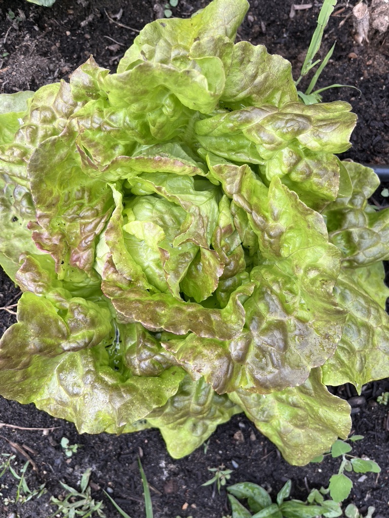 Lettuce