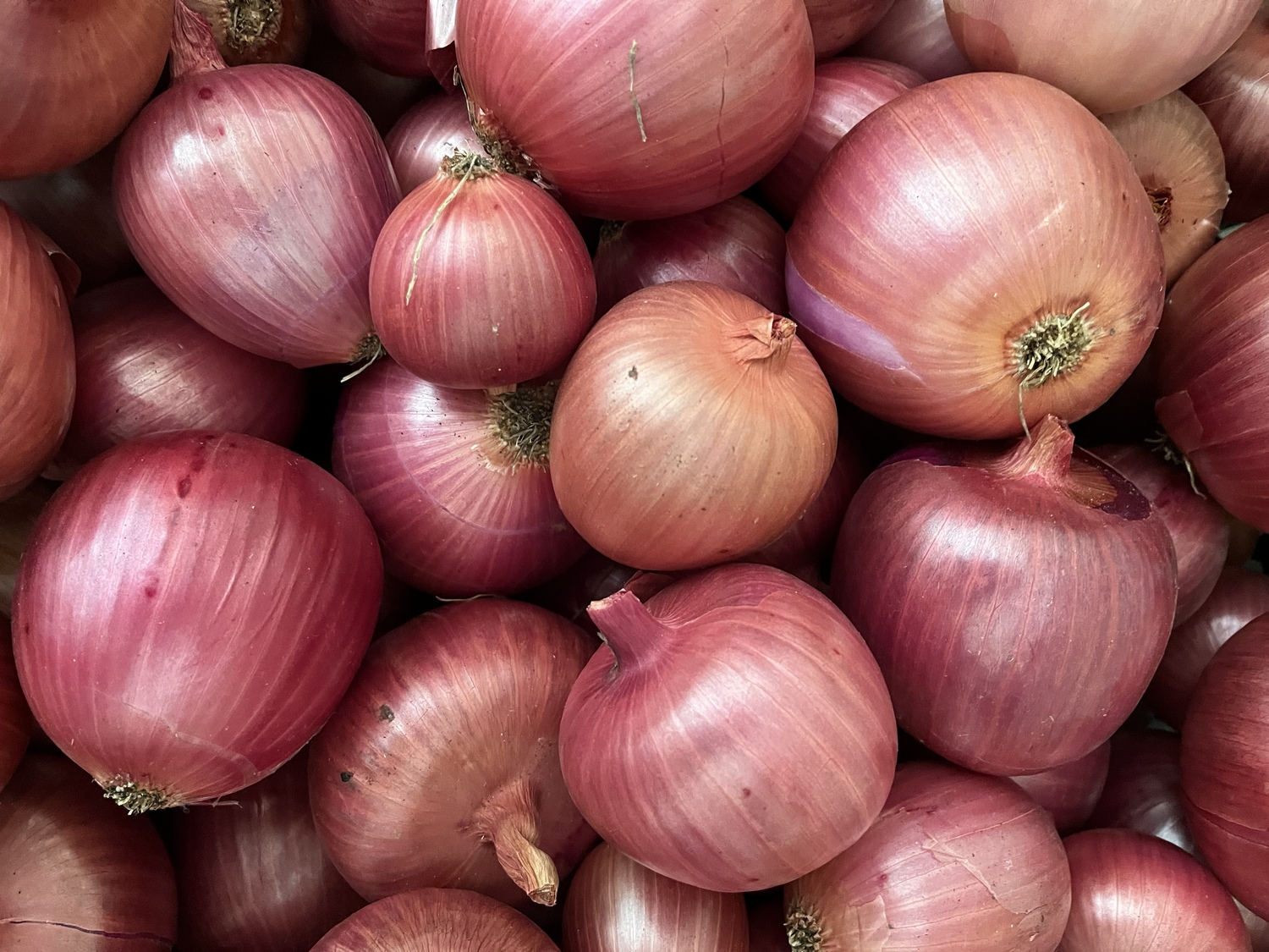 Red Onions