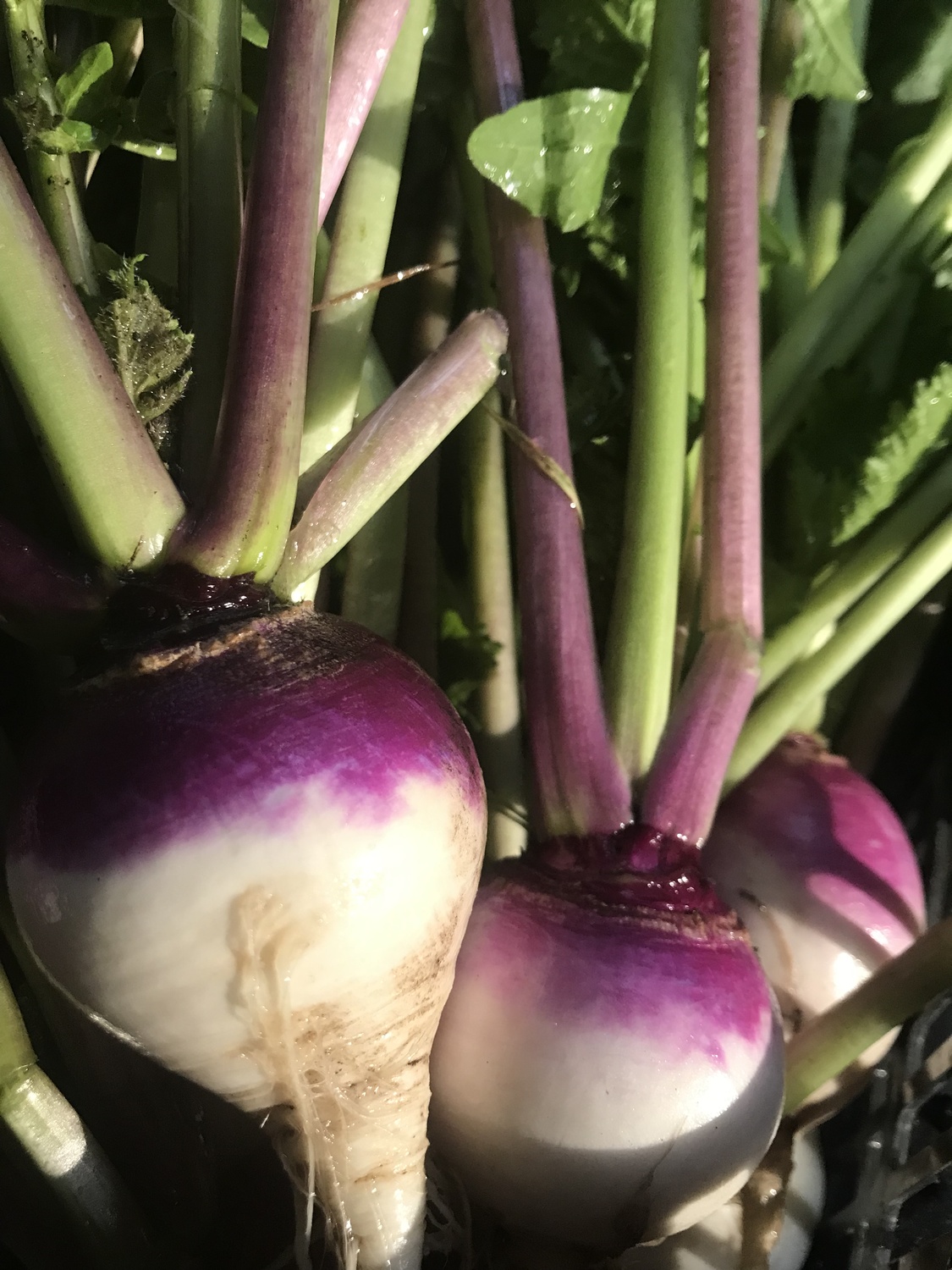Purple top turnips