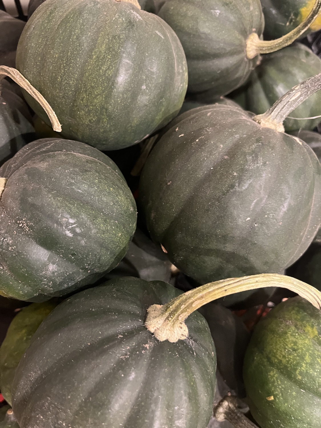 Acorn Squash