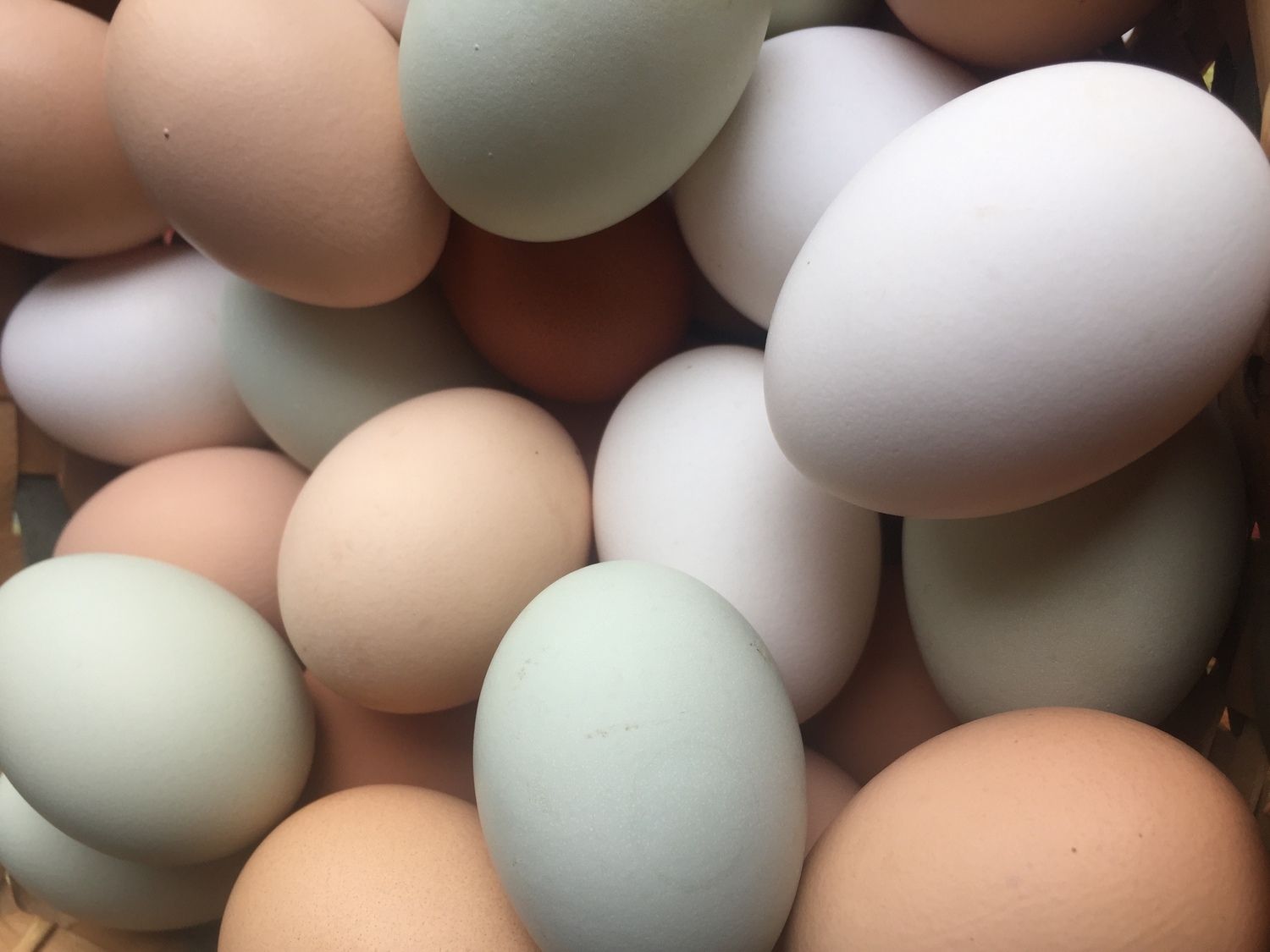 Eggs Eggs