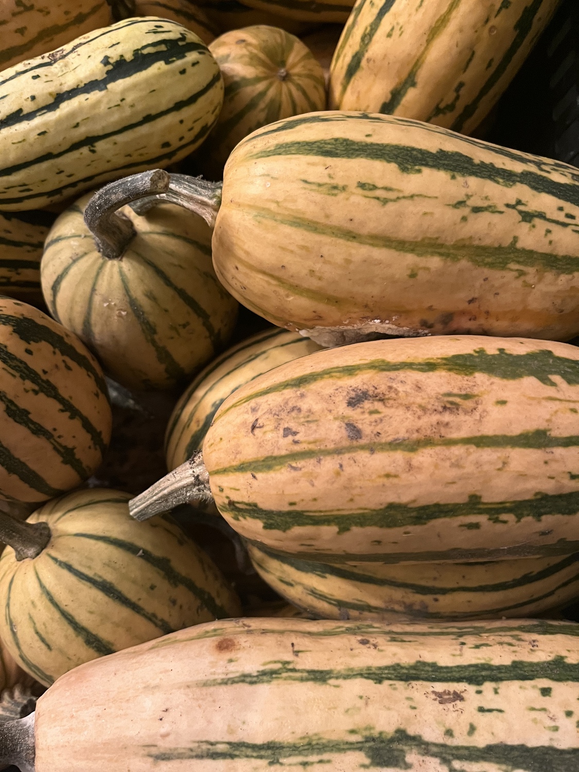 Delicata Squash