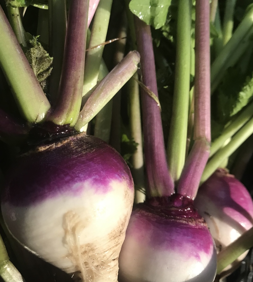 Purple top turnips with greens
