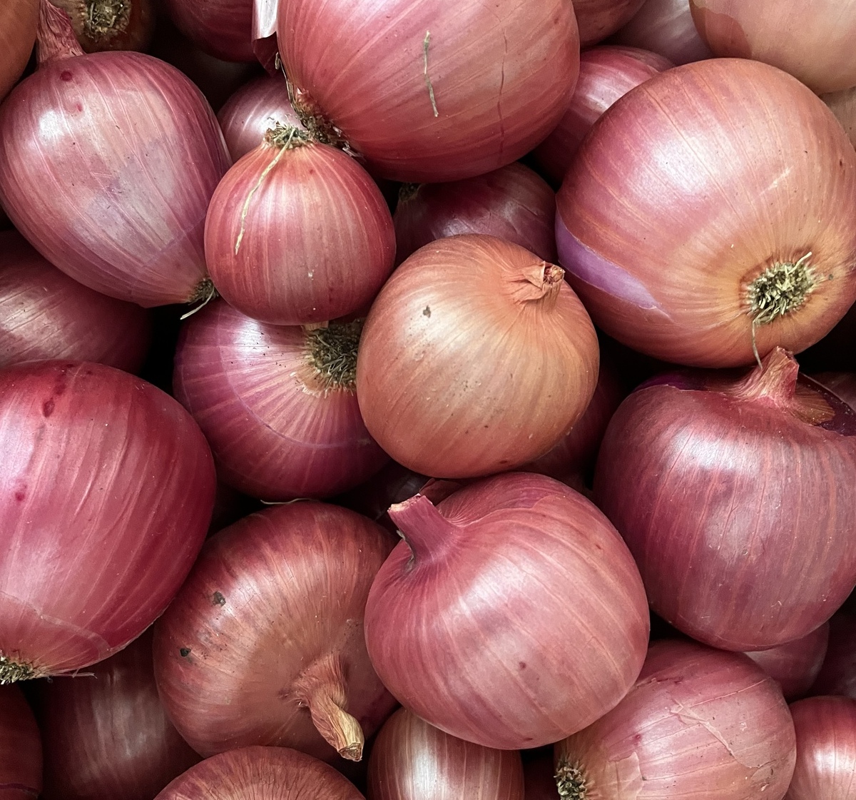 Red Onions
